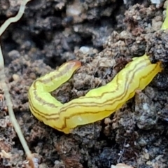 Caenoplana sulphurea (A Flatworm) at Goulburn, NSW - 12 Jul 2024 by trevorpreston