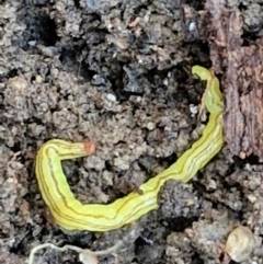 Caenoplana sulphurea at Goulburn, NSW - 12 Jul 2024