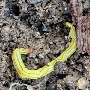 Caenoplana sulphurea at Goulburn, NSW - 12 Jul 2024