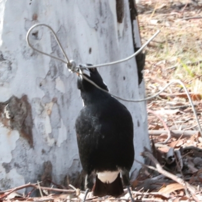 Gymnorhina tibicen (Australian Magpie) at Phillip, ACT - 12 Jul 2024 by AlisonMilton