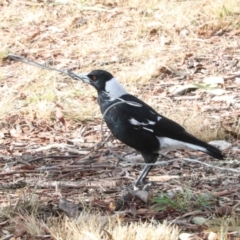 Gymnorhina tibicen at Phillip, ACT - 12 Jul 2024 12:30 PM