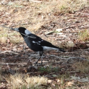 Gymnorhina tibicen at Phillip, ACT - 12 Jul 2024 12:30 PM