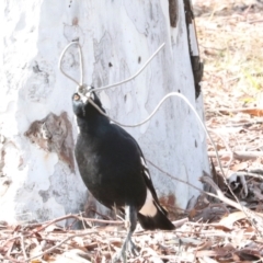 Gymnorhina tibicen at Phillip, ACT - 12 Jul 2024 12:30 PM