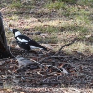 Gymnorhina tibicen at Phillip, ACT - 12 Jul 2024 12:30 PM