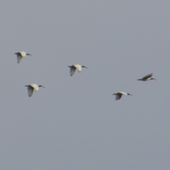 Threskiornis molucca (Australian White Ibis) at Barton, ACT - 12 Jul 2024 by MB