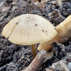 Unidentified Cap on a stem; gills below cap [mushrooms or mushroom-like] at Goulburn, NSW - 12 Jul 2024 by trevorpreston