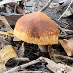 Unverified Cap on a stem; gills below cap [mushrooms or mushroom-like] at Goulburn, NSW - 12 Jul 2024 by trevorpreston