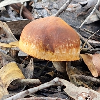 Unverified Cap on a stem; gills below cap [mushrooms or mushroom-like] at Goulburn, NSW - 12 Jul 2024 by trevorpreston
