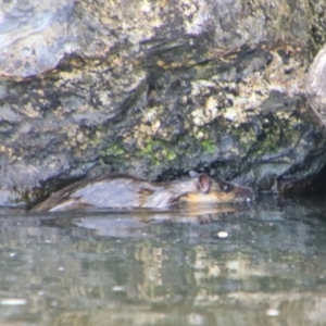 Hydromys chrysogaster at Barton, ACT - 12 Jul 2024