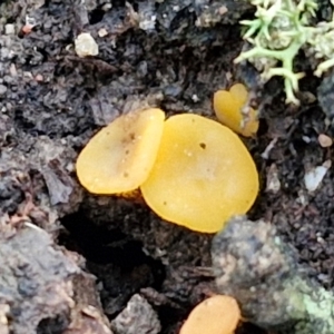 Phaeohelotium (Discinella terrestris aggregate) at Goulburn, NSW - 12 Jul 2024