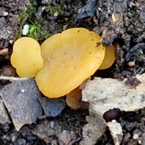 Phaeohelotium (Discinella terrestris aggregate) at Goulburn, NSW - 12 Jul 2024