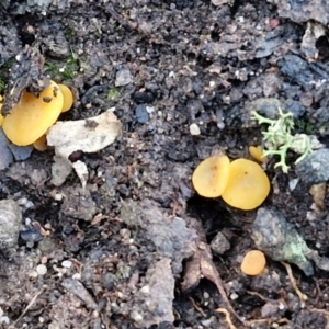 Phaeohelotium (Discinella terrestris aggregate) at Goulburn, NSW - 12 Jul 2024