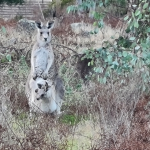 Macropus giganteus at O'Malley, ACT - 12 Jul 2024 04:51 PM