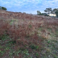 Hypericum perforatum (St John's Wort) at O'Malley, ACT - 12 Jul 2024 by Mike