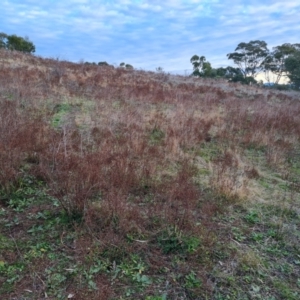 Hypericum perforatum at O'Malley, ACT - 12 Jul 2024