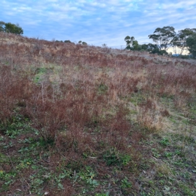 Hypericum perforatum (St John's Wort) at O'Malley, ACT - 12 Jul 2024 by Mike