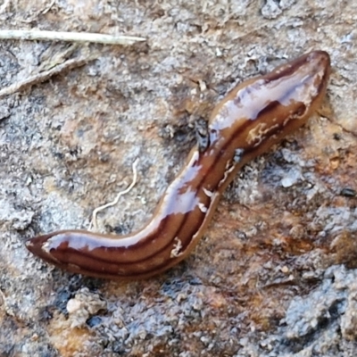 Anzoplana trilineata (A Flatworm) at Goulburn, NSW - 12 Jul 2024 by trevorpreston