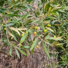 Olea europaea subsp. cuspidata (African Olive) at O'Malley, ACT - 12 Jul 2024 by Mike