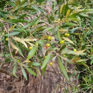 Olea europaea subsp. cuspidata at O'Malley, ACT - 12 Jul 2024