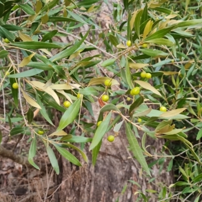 Olea europaea subsp. cuspidata (African Olive) at O'Malley, ACT - 12 Jul 2024 by Mike