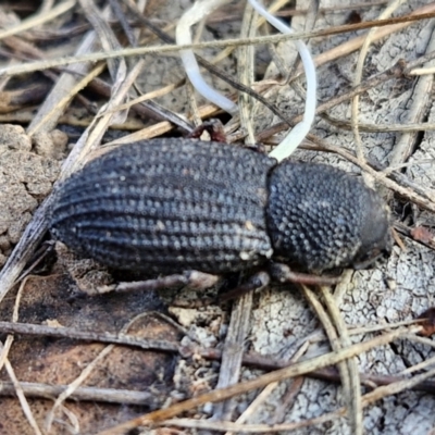 Amycterus abnormis (Ground weevil) at Collector, NSW - 12 Jul 2024 by trevorpreston