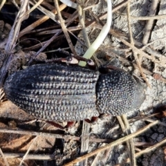 Amycterus abnormis at Collector, NSW - 12 Jul 2024