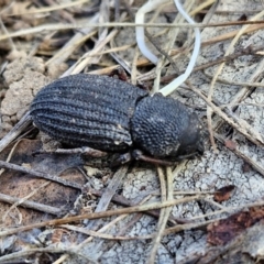 Amycterus abnormis at Collector, NSW - 12 Jul 2024