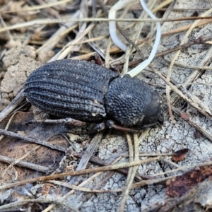 Amycterus abnormis at Collector, NSW - 12 Jul 2024