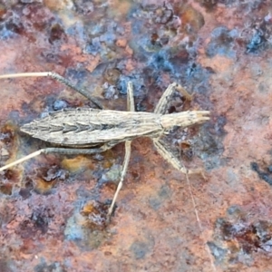 Dicrotelus prolixus at Collector, NSW - 12 Jul 2024 02:30 PM