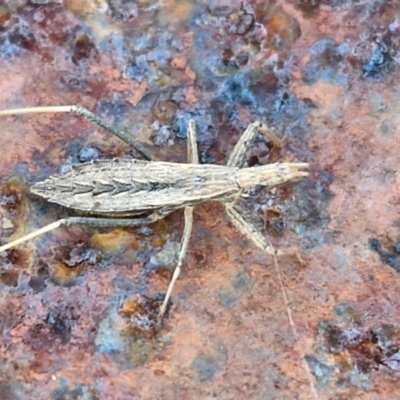 Dicrotelus prolixus (Assassin bug) at Collector, NSW - 12 Jul 2024 by trevorpreston