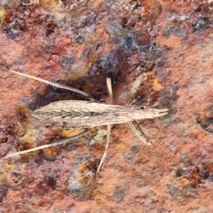 Dicrotelus prolixus at Collector, NSW - 12 Jul 2024 02:30 PM