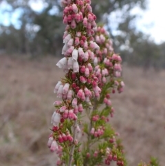Erica lusitanica (Spanish Heath ) at Cook, ACT - 12 Jul 2024 by CathB