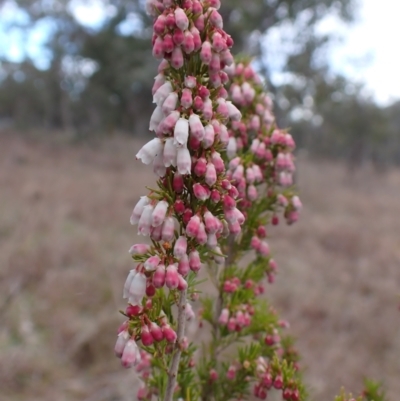 Erica lusitanica (Spanish Heath ) at Cook, ACT - 12 Jul 2024 by CathB