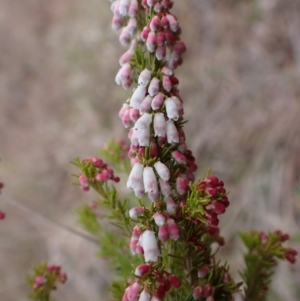 Erica lusitanica at Cook, ACT - 12 Jul 2024