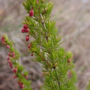 Erica lusitanica at Cook, ACT - 12 Jul 2024 03:33 PM