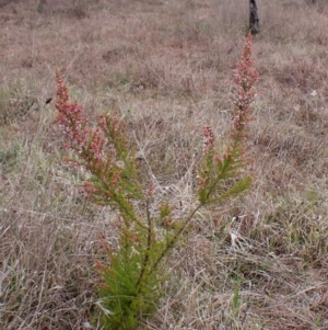 Erica lusitanica at Cook, ACT - 12 Jul 2024 03:33 PM