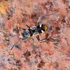Dieuches sp. (genus) (Black and White Seed Bug) at Collector, NSW - 12 Jul 2024 by trevorpreston
