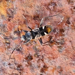 Dieuches sp. (genus) at Collector, NSW - 12 Jul 2024