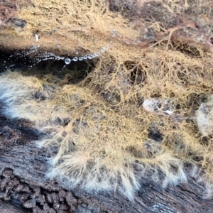 Corticioid fungi at Collector, NSW - 12 Jul 2024 02:27 PM