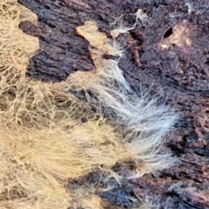 Corticioid fungi at Collector, NSW - 12 Jul 2024 02:27 PM