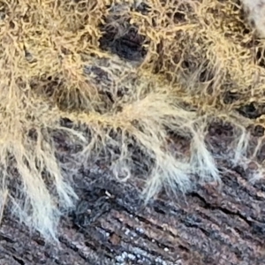 Corticioid fungi at Collector, NSW - 12 Jul 2024