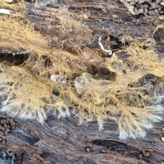 Corticioid fungi at Collector, NSW - 12 Jul 2024 02:27 PM