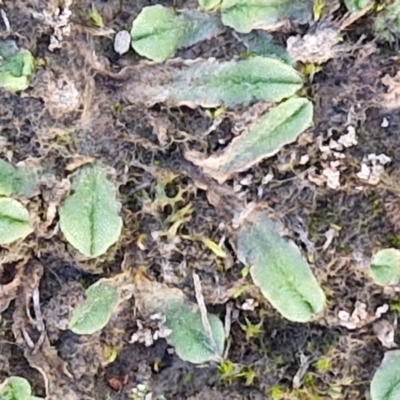 Unverified Moss, Liverwort or Hornwort at Collector, NSW - 12 Jul 2024 by trevorpreston
