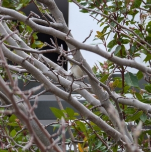 Zosterops lateralis at Lawson, ACT - 12 Jul 2024