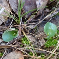 Corysanthes incurva (Slaty Helmet Orchid) by CathB