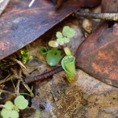 Corysanthes incurva at suppressed - 16 Jun 2024