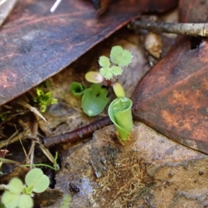 Corysanthes incurva at suppressed - suppressed