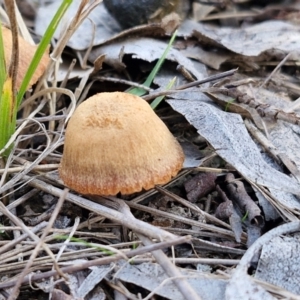 Laccaria sp. at Collector, NSW - 12 Jul 2024