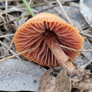 Laccaria sp. at Collector, NSW - 12 Jul 2024