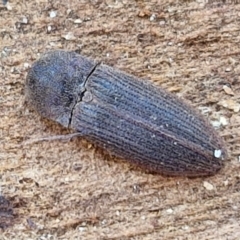 Agrypnus sp. (genus) (Rough click beetle) at Collector, NSW - 12 Jul 2024 by trevorpreston